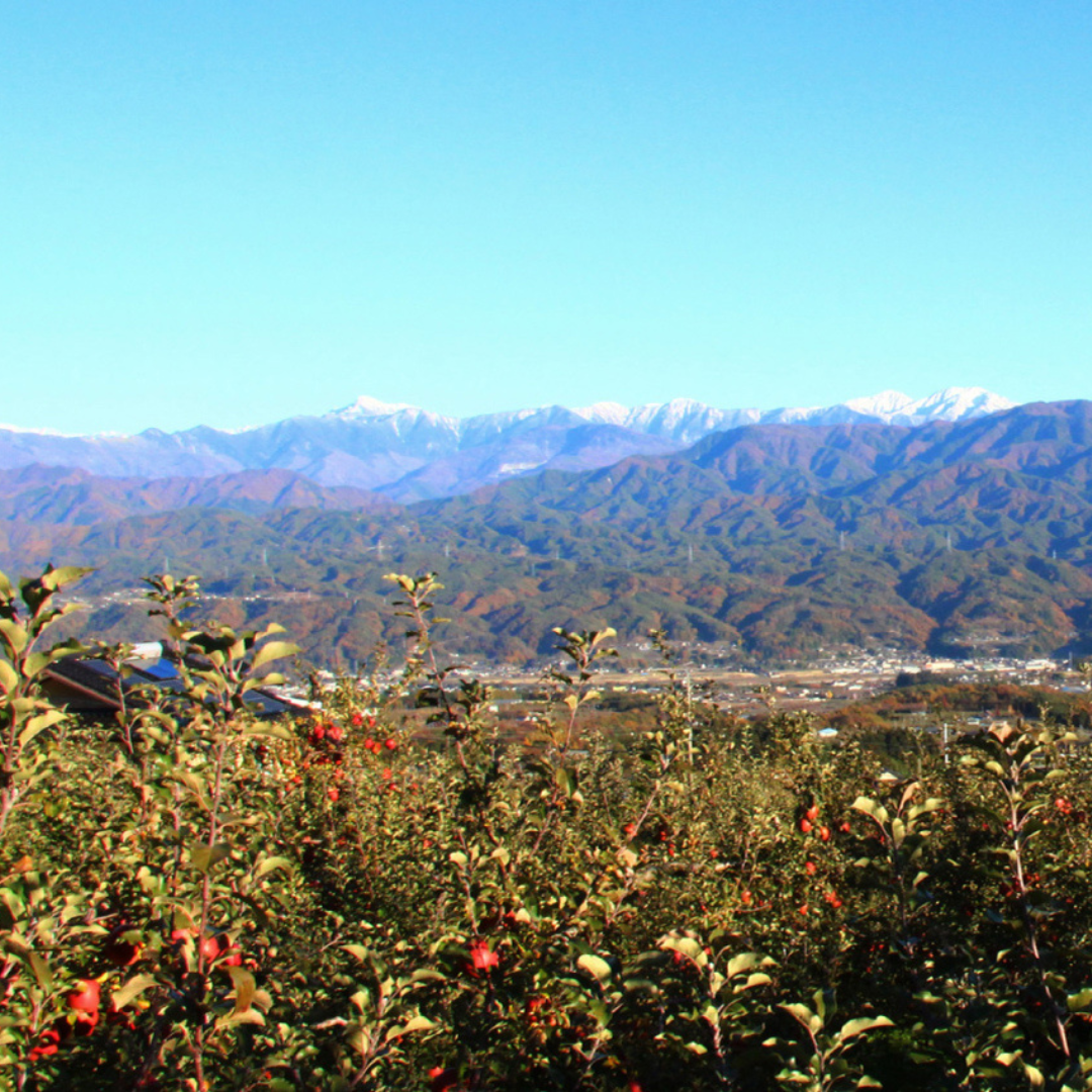 まるごと果汁100% 濃厚ジュース&スムージー6本セット【キャンペーン専用商品】