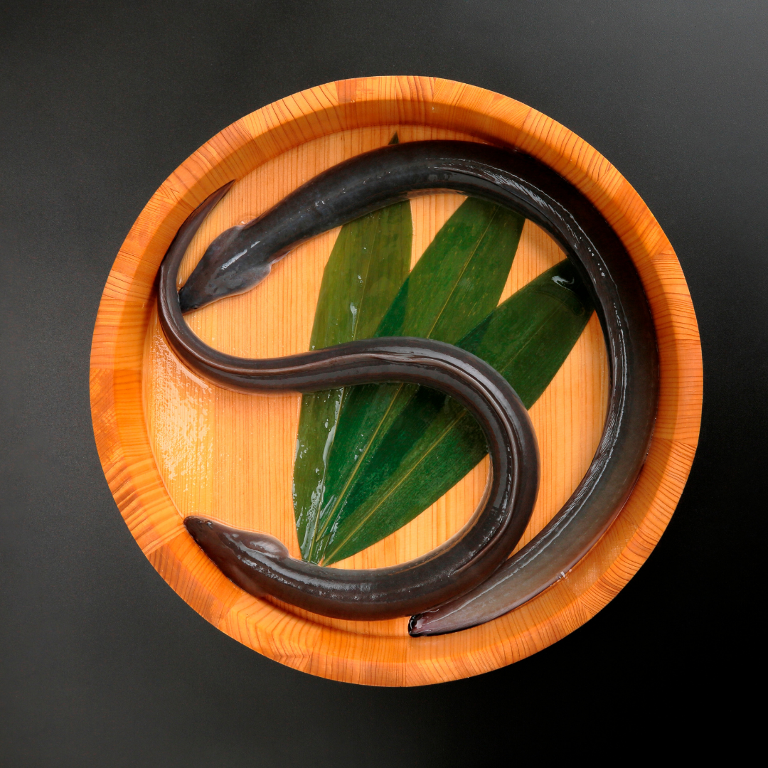 浜名湖うなぎの刺身【キャンペーン専用商品】