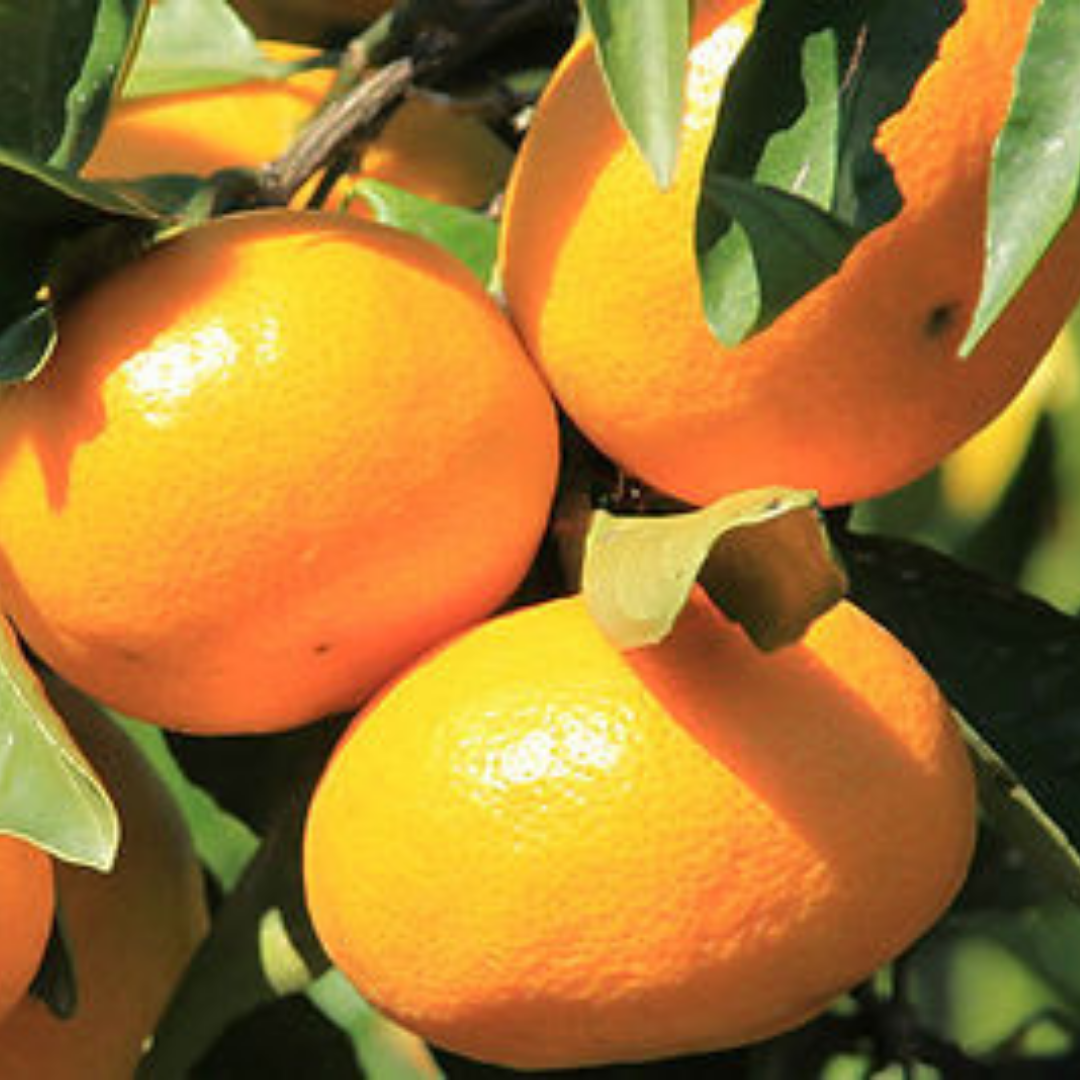 【期間限定】早生みかん 3㎏