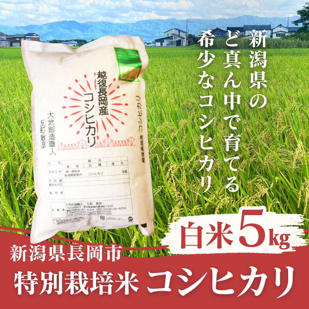 特別栽培米 コシヒカリ