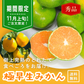 【期間限定】極早生みかん 3㎏