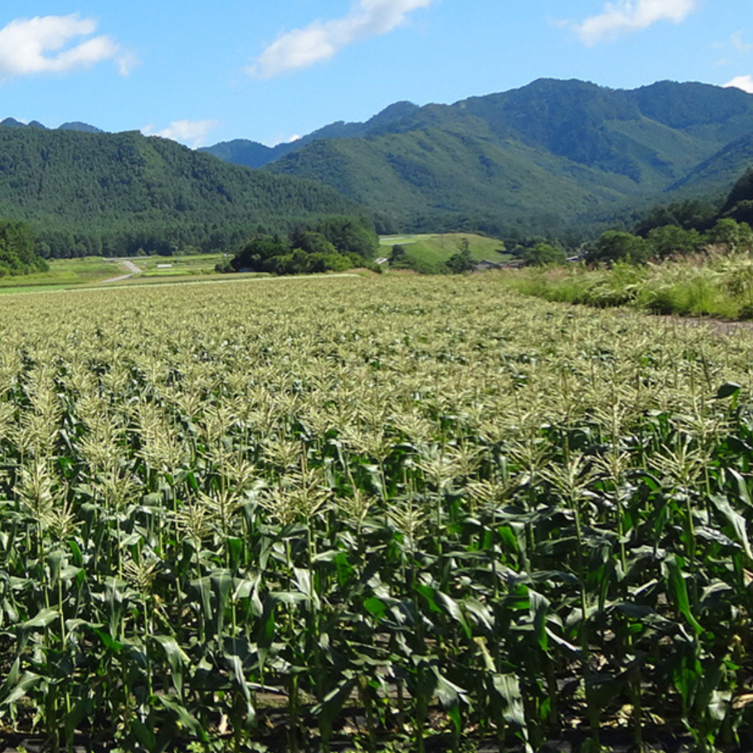 開田高原育ちのとうもろこしアイス